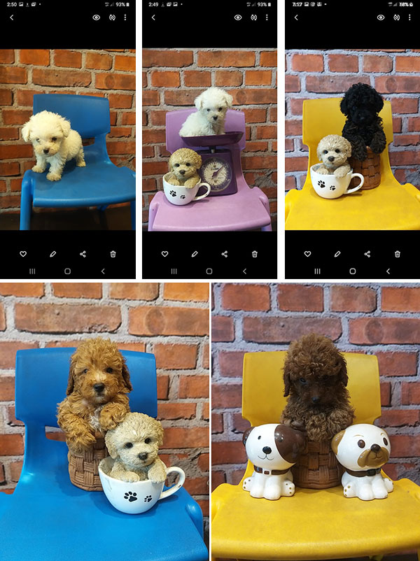 Dijual 12 Ekor Poodle Puppies