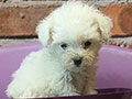 Dijual 12 Ekor Poodle Puppies