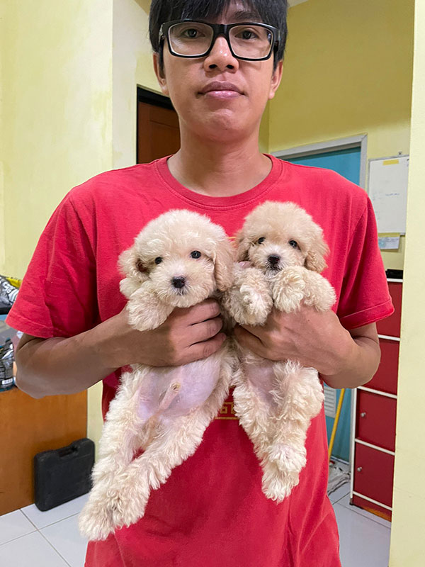 For Sale Poodle
