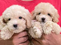 For Sale Poodle