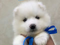 High Quality Puppies Samoyed 