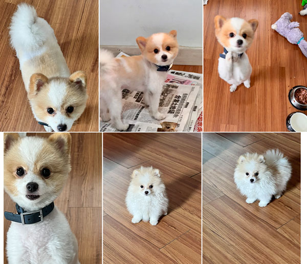 Jual Anjing Pomeranian