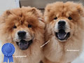 Jual 2 Ekor Female Chow Chow Puppies High Quality