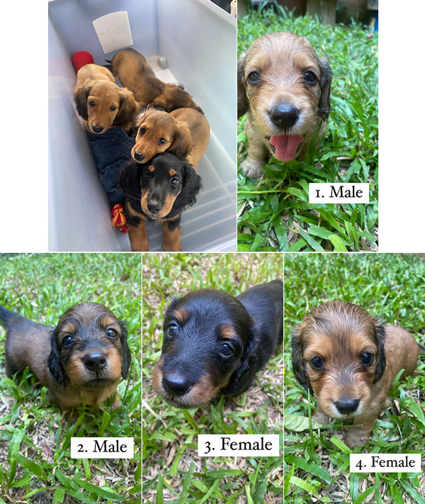 Jual Longhair Dachshund