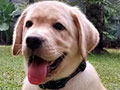 Dijual Puppy Labrador Betina