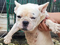 Jual French Bulldog Betina Indukan Warna Putih