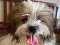 Jual Shih Tzu Murah