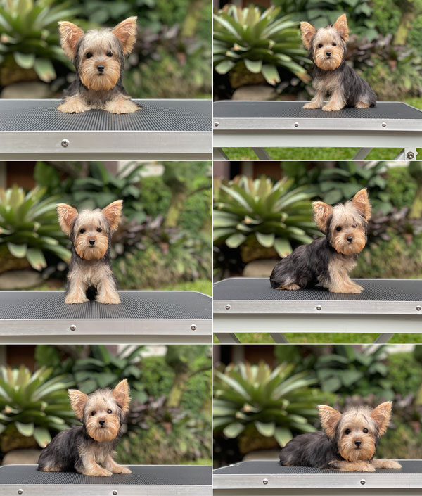 For Sale Puppy Super Mini Female Yorkshire Terrier