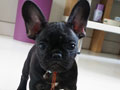 Jual 2 Anakan French Bulldog Good Quality