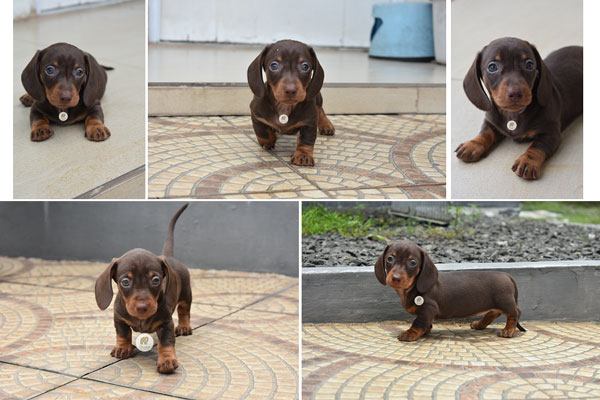 Jual 1 ekor Female Mini Dachshund Puppies Good Quality