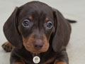 Jual 1 ekor Female Mini Dachshund Puppies Good Quality
