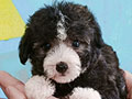 Jual 3 Female Poodle Puppies