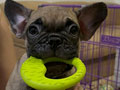 Jual French Bulldog Best Quality 