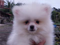For Sale Mini Pom Puppies
