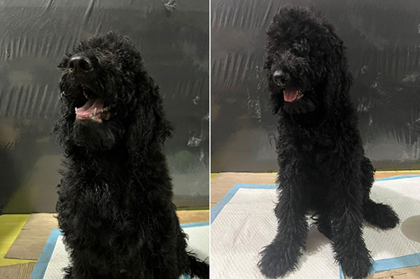 Dijual Murah Standard Poodle