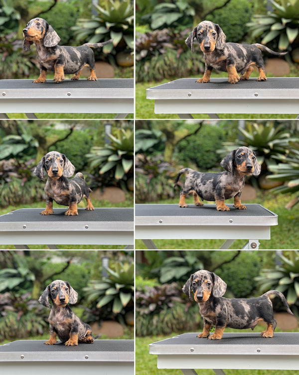 For Sale Puppy Male Dapple Dachshund