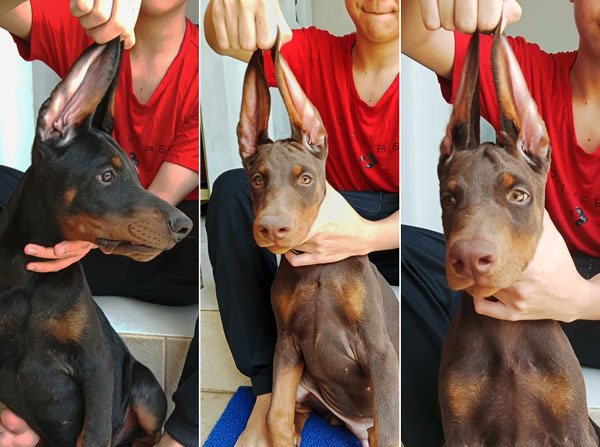 Jual 3 Ekor Anakan Dobermann Jantan