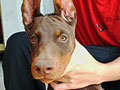 Jual 3 Ekor Anakan Dobermann Jantan