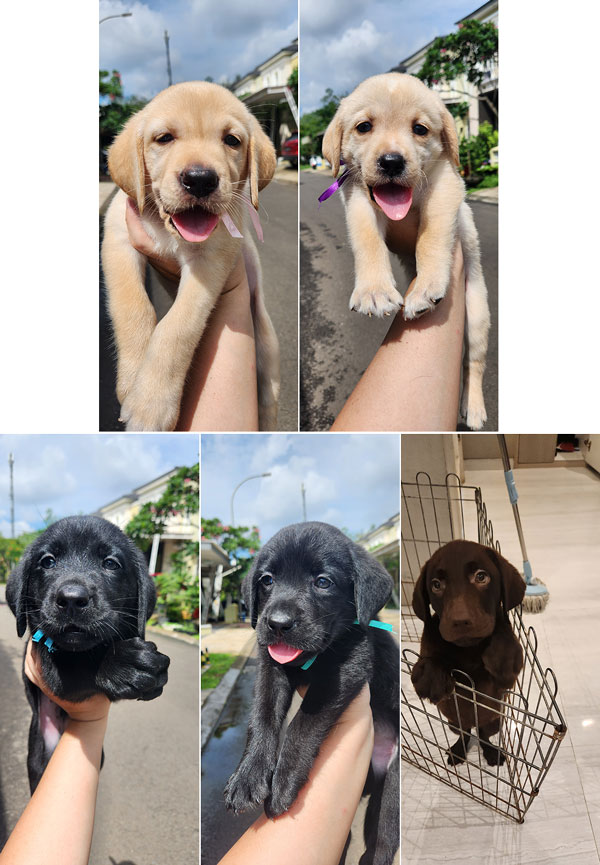 Anjing Labrador Retriever Ready For New Home