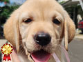 Anjing Labrador Retriever Ready For New Home