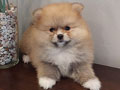 Supermini Pomeranian Termurah