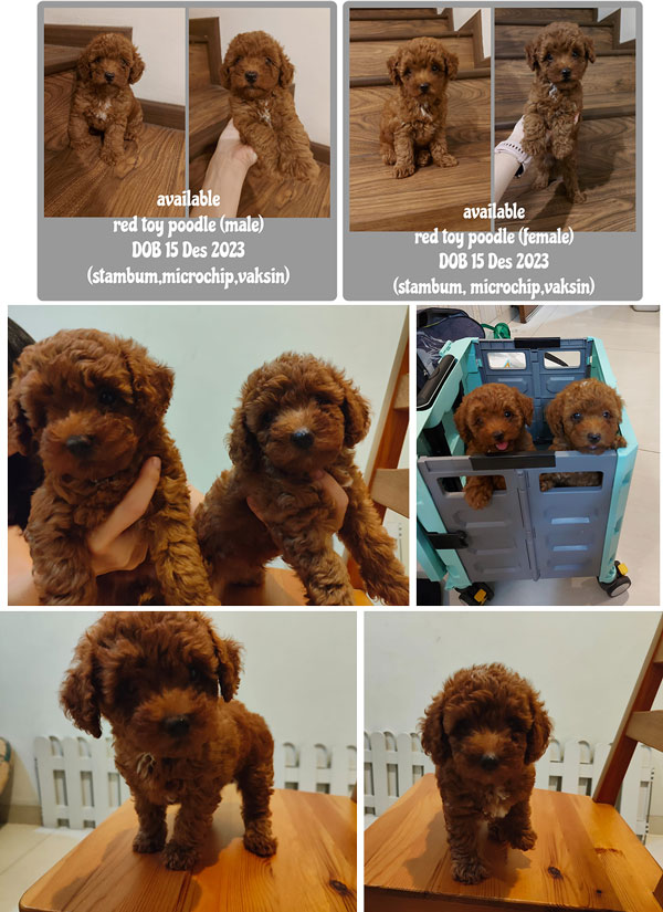 For Sale Red Toy Poodle High Quality