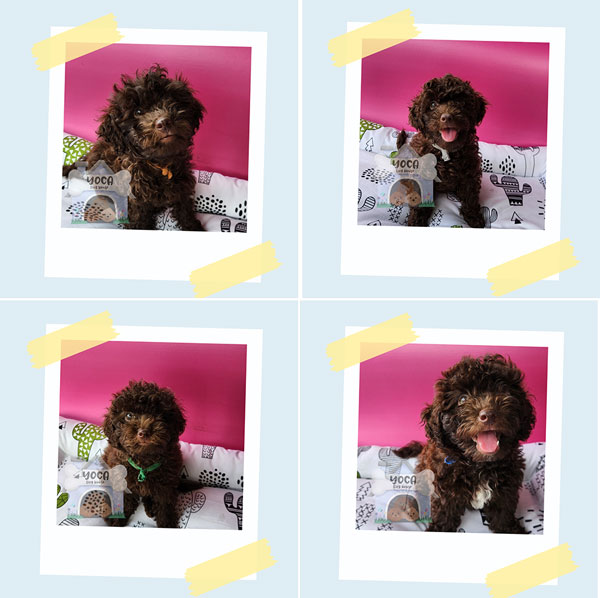 High Quality Choco Toy Poodle Rare Color