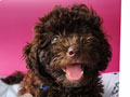 High Quality Choco Toy Poodle Rare Color