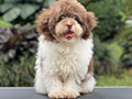 For Sale Puppy Male Female Tiny Parti Toy Poodle