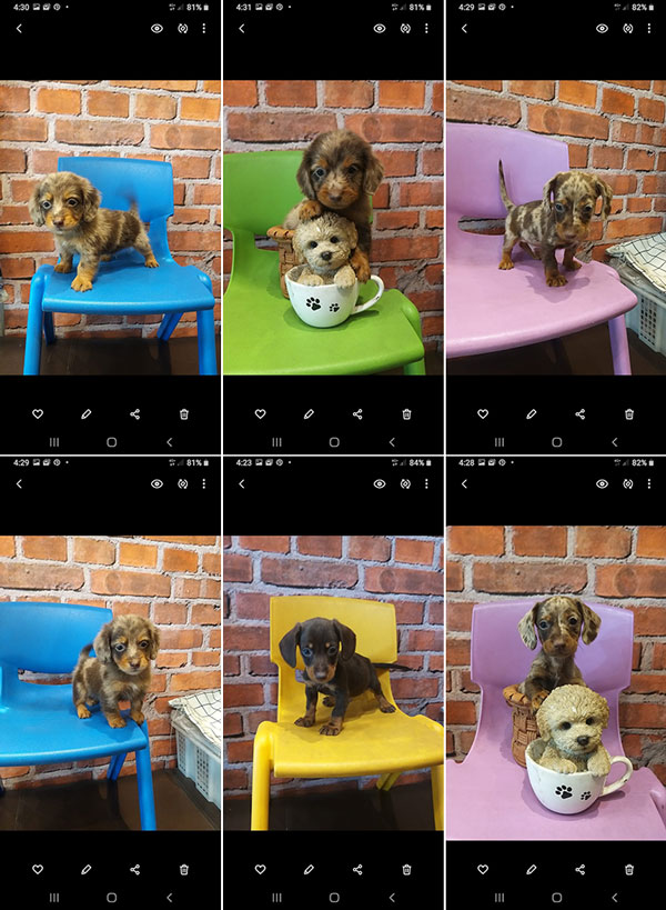 Dijual 8 Ekor Tekel Puppies