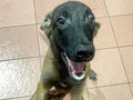 Jual Anak Anjing Belgian Malinois