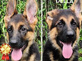 Jual Anjing Gembala Jerman Show Quality 