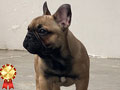 Jual 5 Ekor Anakan French Bulldog