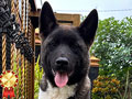  American Akita Puppy