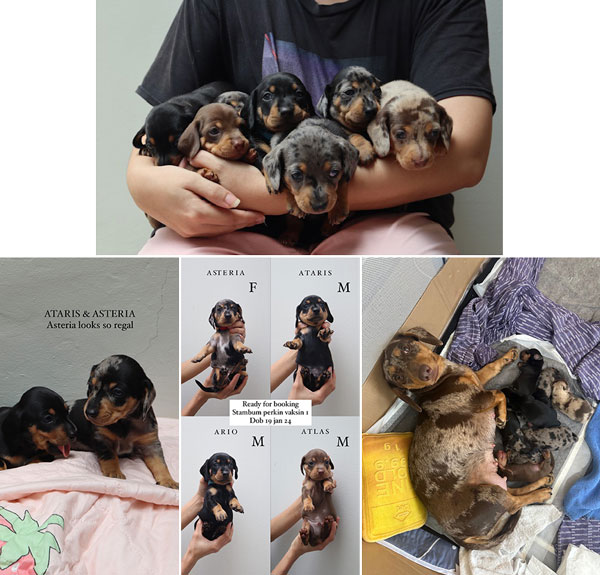 Jual Puppy Miniature Dachshund
