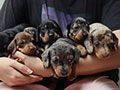 Jual Puppy Miniature Dachshund