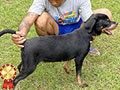 Jual Anakan Import Rottweiler