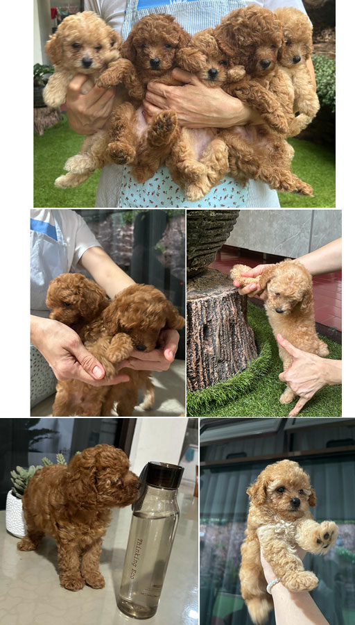 Jual Anak Anjing Poodle