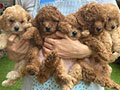 Jual Anak Anjing Poodle