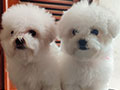 Jual Bichon Frise Termurah