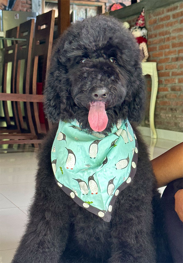 Standard Poodle - Show Quality - Gr CH Imported Bloodline