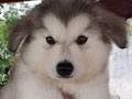 Dijual Alaskan malamute