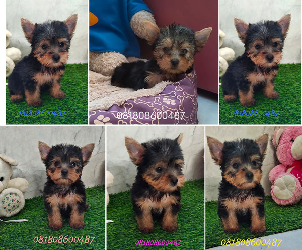 Puppy Yorkshire Terrier (Yorkie) Berkualitas