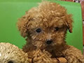 Dijual 8 Ekor Poodle Tiny Puppies