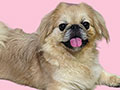 Good Quality Pekingese Female