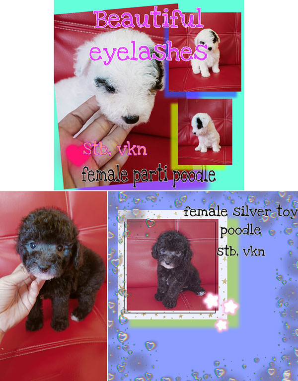 Jual Poodle Puppies