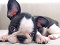 Puppy French Bulldog Male & Female