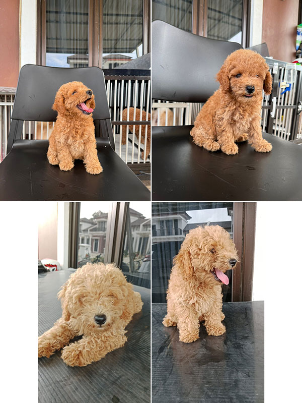 Dijual 100% Poddle Non STB
