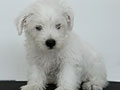 Dijual West Highland White Terrier Jantan