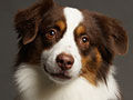 Pejantan Miniature American Shepherd : Blaze